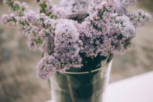 Lavender: Ideal to decor your coliving in Dallas.