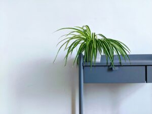 Spider plant to decor an apartment.