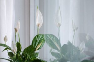 Peacy Lili: Plants to decor a Bishop Arts Apartment in Dallas