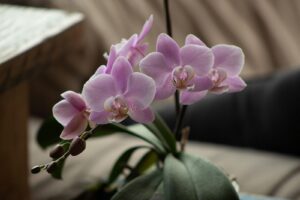 Orchids, one of the best plants for an apartment.