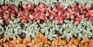 Begonias: Plants for an apartment